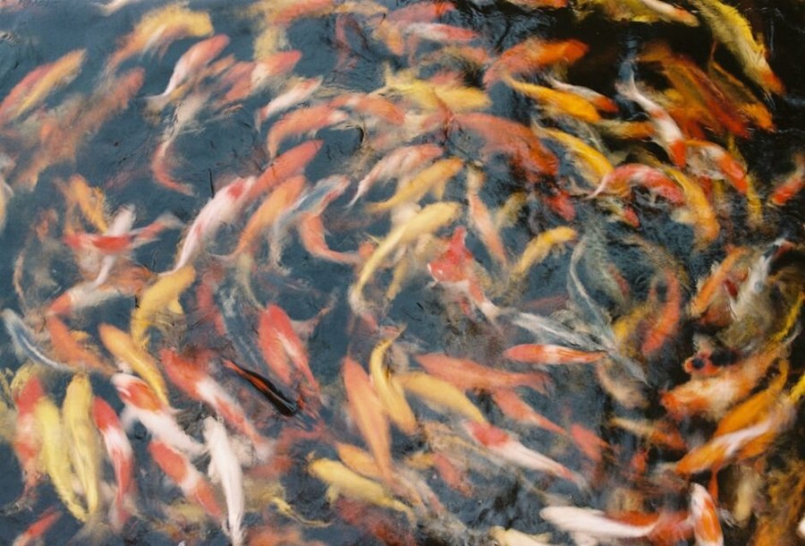 Ảnh liên quan tới ông công ông táo là ngày nào, nguồn gốc ra sao và nên tránh gì
