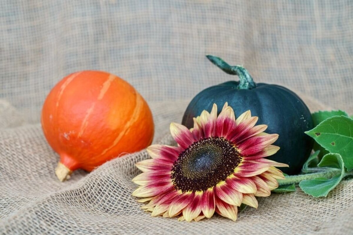 Quà Halloween cho người yêu và hội bạn: 9 gợi ý vừa lạ vừa dùng được
