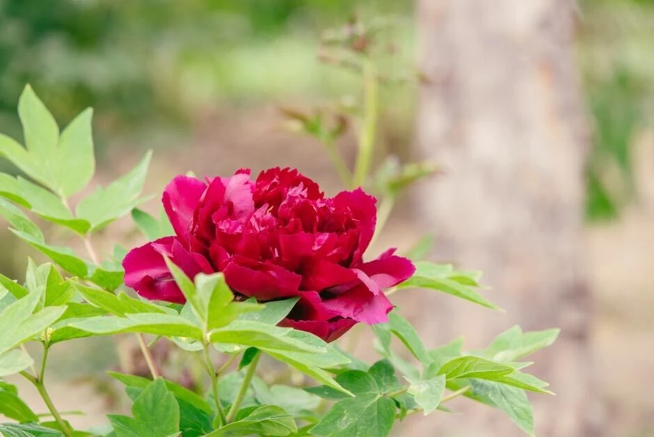 Mặt dây chuyền Hoa Mẫu Đơn Ruby Hồ Điệp