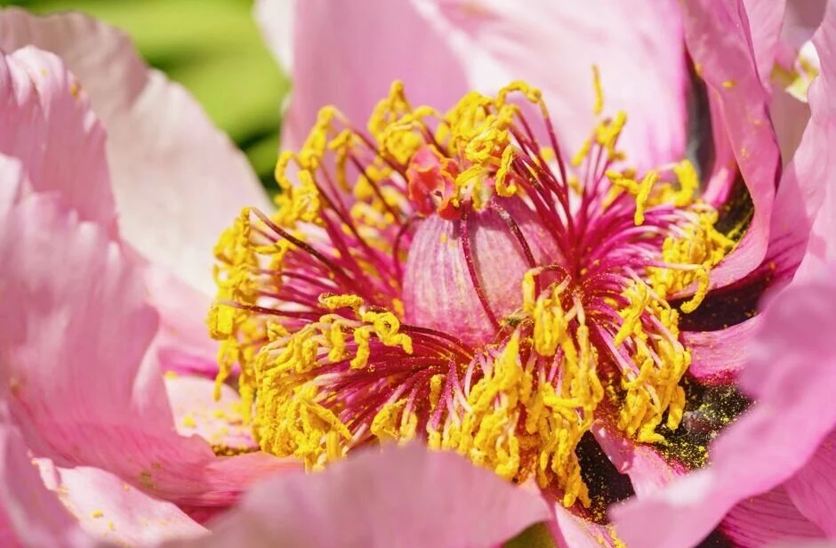 Mặt dây chuyền Hoa Mẫu Đơn Ruby 