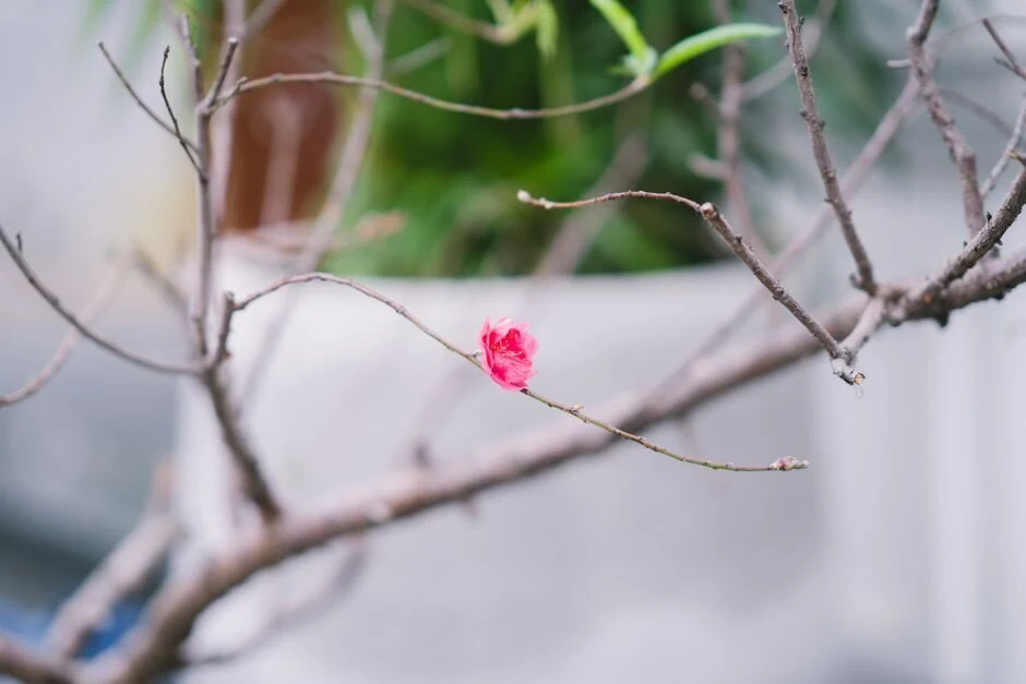 Một số món ăn kiêng kỵ ngày Tết